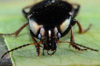 Amara similata
