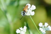 Pseudovadonia livida