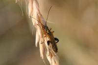 Oedemera podagrariae
