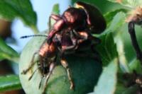 Rhynchites auratus