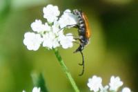 Pseudovadonia livida