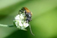 Pseudovadonia livida