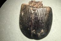 Anoplotrupes stercorosus