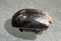 Anoplotrupes stercorosus