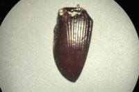 Anoplotrupes stercorosus