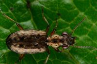 Asaphidion stierlini