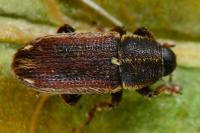 Mecinus circulatus