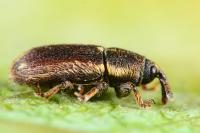 Mecinus circulatus