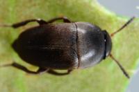 Ptomaphagus subvillosus