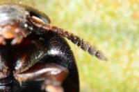Ptomaphagus subvillosus