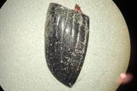 Copris lunaris