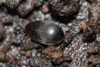 Nycteus meridionalis