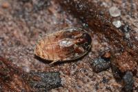 Nycteus meridionalis