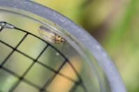 Xanthogaleruca luteola