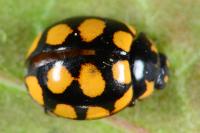 Coccinula quatuordecimpustulata