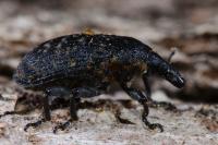 Larinus turbinatus