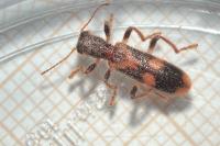 Opilo mollis