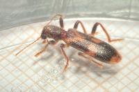 Opilo mollis