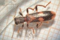 Opilo mollis