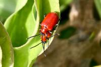 Lilioceris lilii