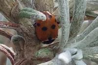 Hippodamia variegata