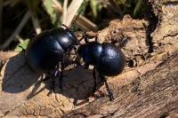 Timarcha goettingensis