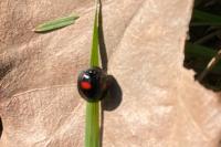 Chilocorus renipustulatus
