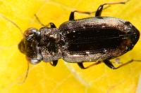 Notiophilus quadripunctatus