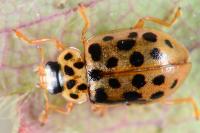 Anisosticta novemdecimpunctata