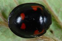 Exochomus quadripustulatus