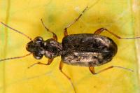 Asaphidion stierlini