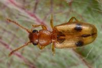 Psammoecus bipunctatus