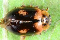 Aphidecta obliterata