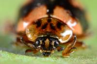 Aphidecta obliterata