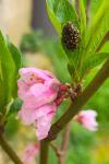 Oxythyrea funesta