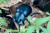 Timarcha tenebricosa