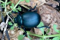 Timarcha tenebricosa