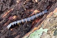 Stenagostus rhombeus