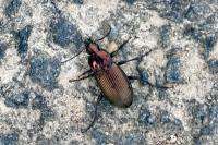 Poecilus