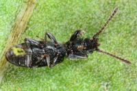 Airaphilus elongatus