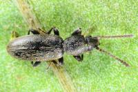 Airaphilus elongatus