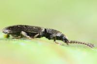 Airaphilus elongatus