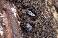 Platydema violacea