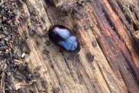 Platydema violacea