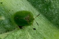 Cassida rubiginosa