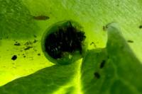 Cassida rubiginosa