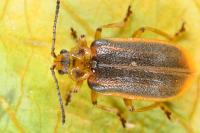 Galerucella nymphaeae