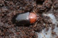 Neomida haemorrhoidalis