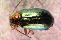 Crepidodera aurata