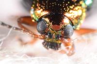 Crepidodera aurata